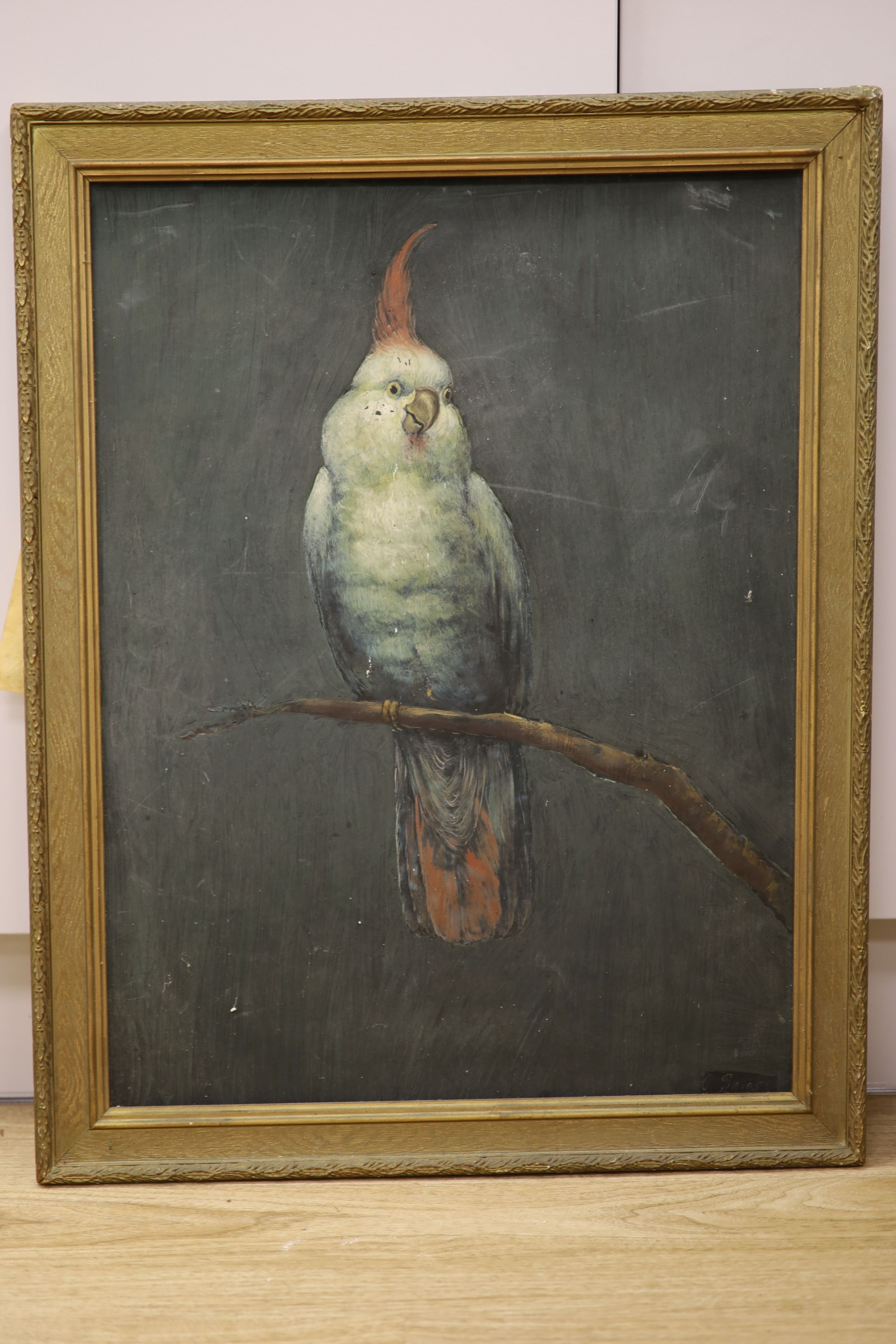 Attributed to Gary Savage, oil on board, Study of a parrot, signed, 62 x 47cm.